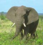Elephant 5K jpeg