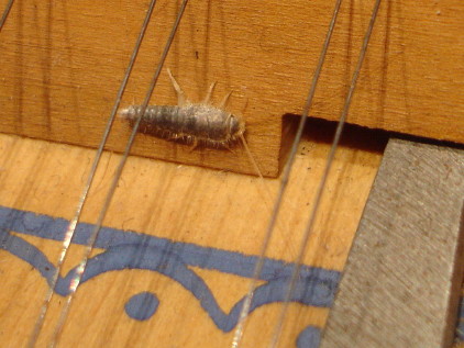 Silverfish 43K jpeg