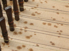 Foxing soundboard mould 20K jpeg