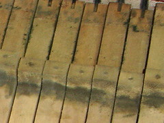 Mould on water-damaged keyboard16K jpeg